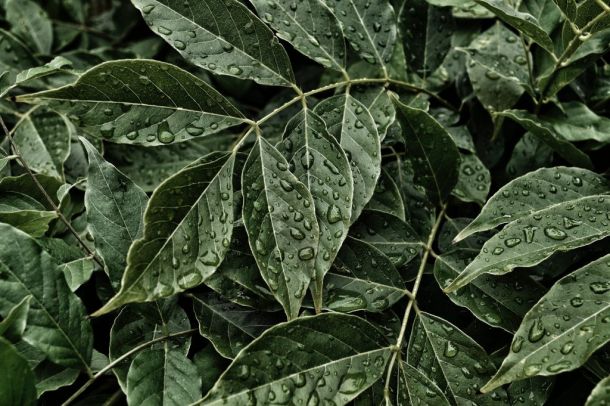 Hombre-y-plantas